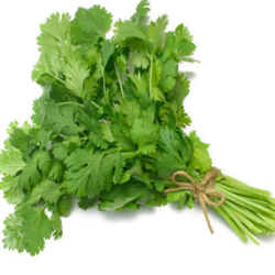 Coriander