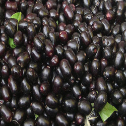 Jamun