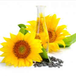 Sunflower Oil